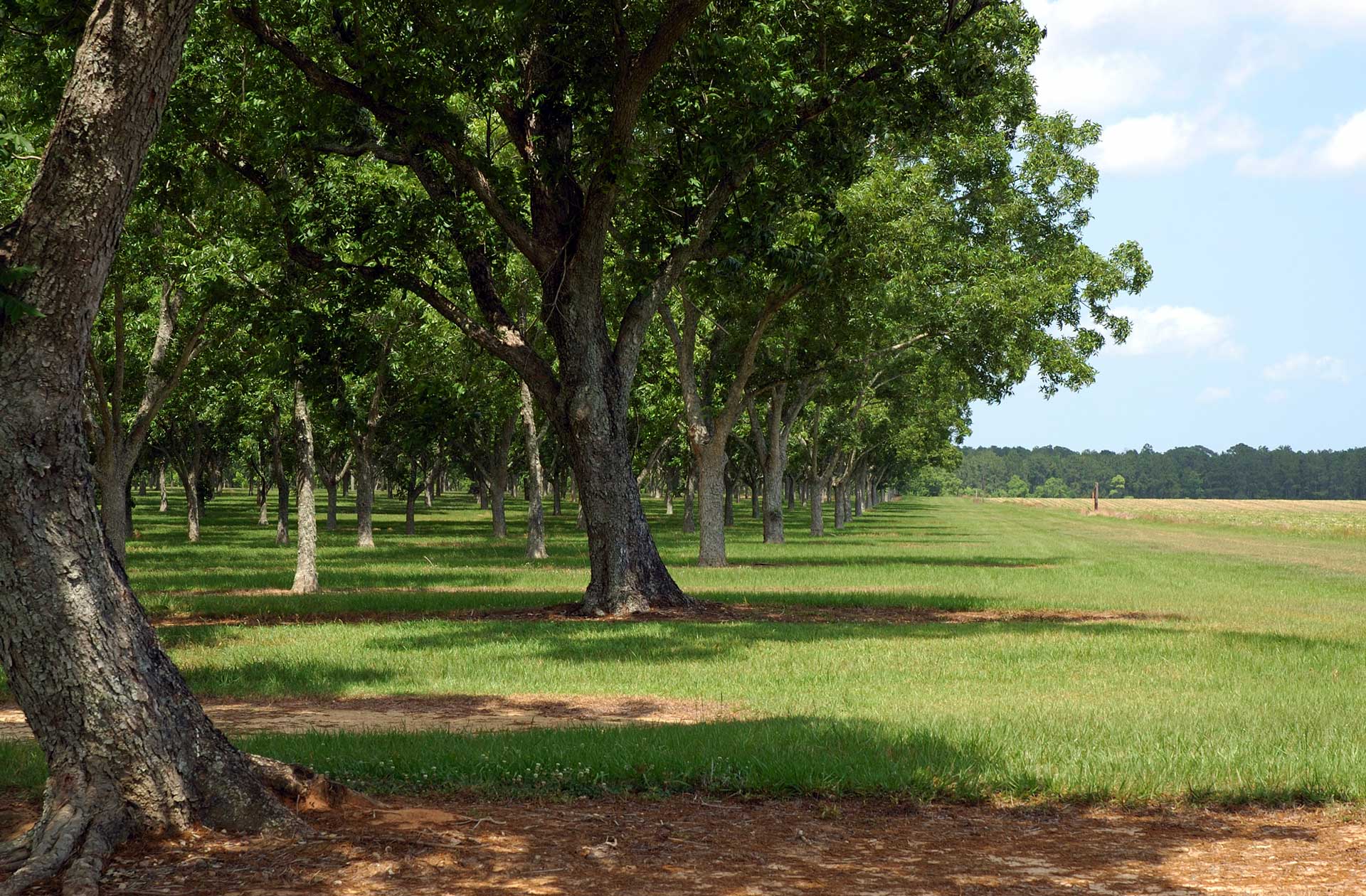 2-2-2-Edge-of-the-Orchard-Pecan-_Large-courtesy-Diamond-of-California-S