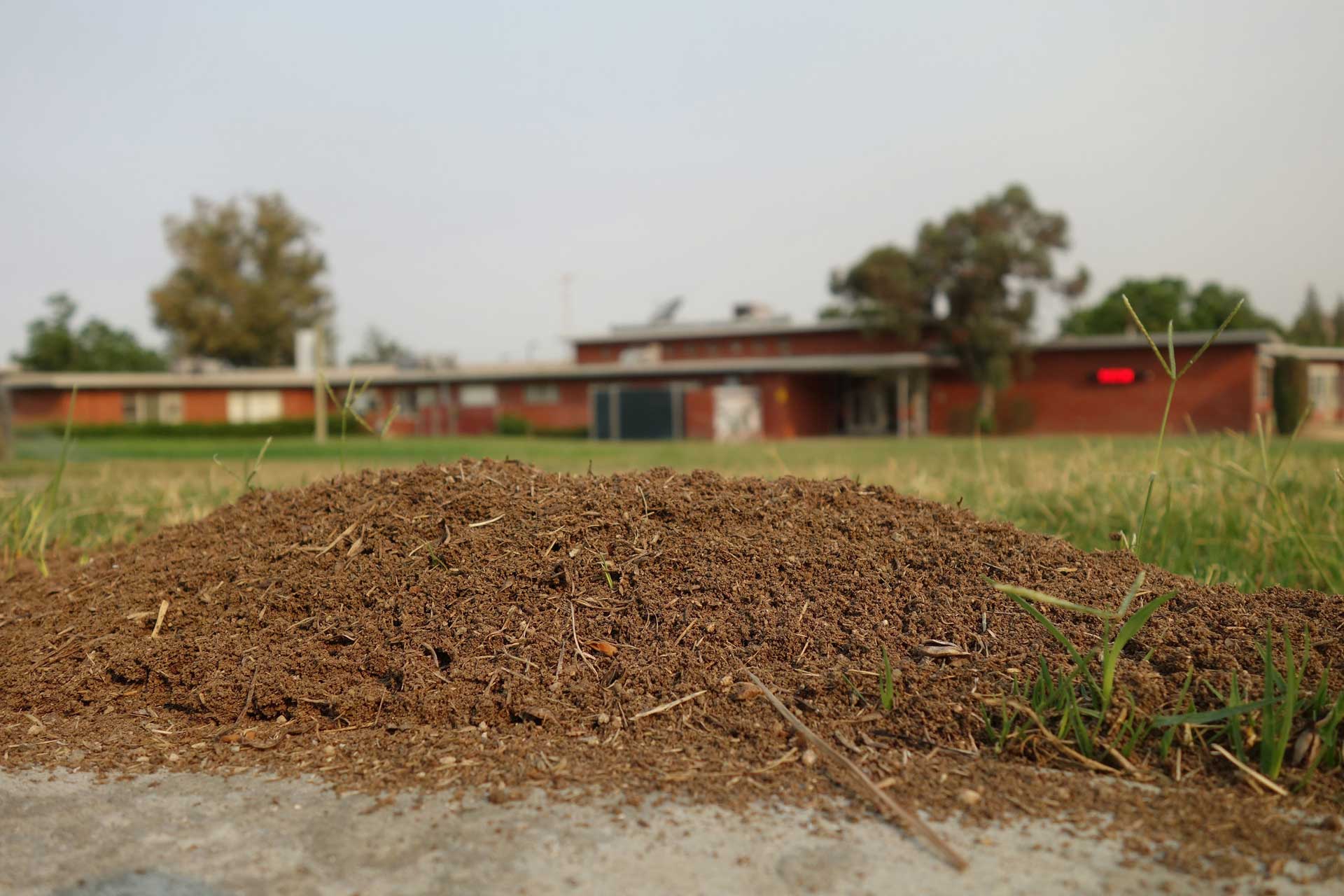 2-2-2-fire-ant-nest-ucanr-S