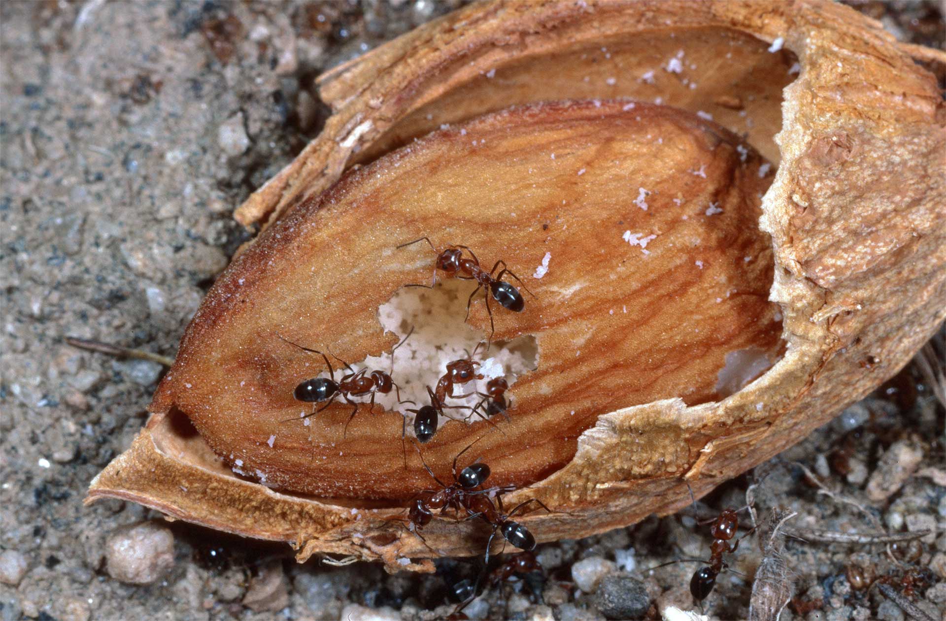 3-3-3-southern-fire-ant-S