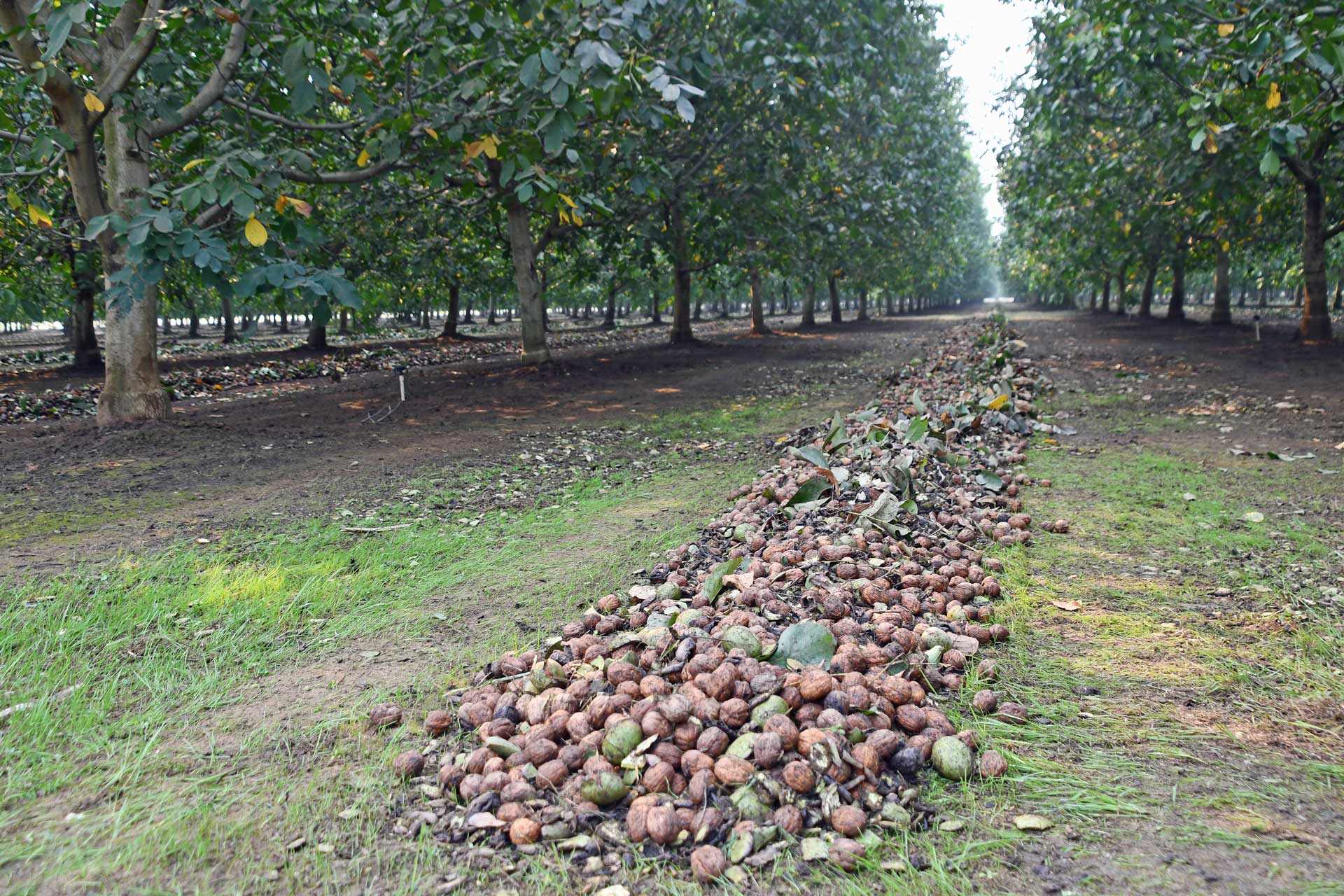 4-4-4-walnut-windrow-linden-(7)-S