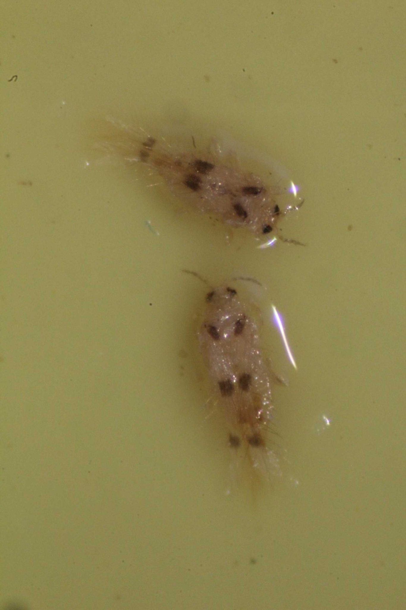 Figure-2-sixspotted-thrips-adults-on-stick-card-courtesy-David-Haviland,-UCCE-S