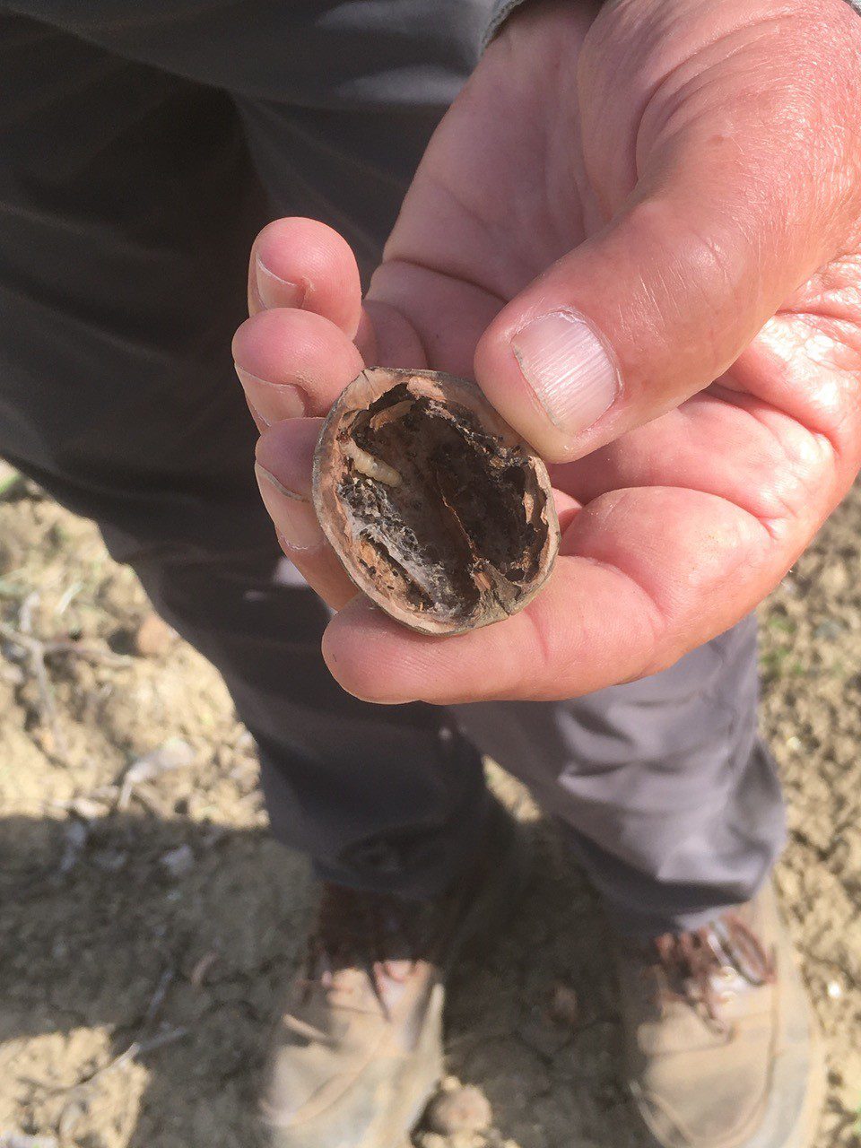 OMM Mid Month navel orangeworm NOW in walnut courtesy Sarah Tiffany, CAFF
