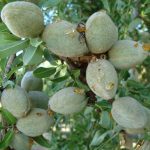 ALMONDS WITH BACTERIA SPOT
