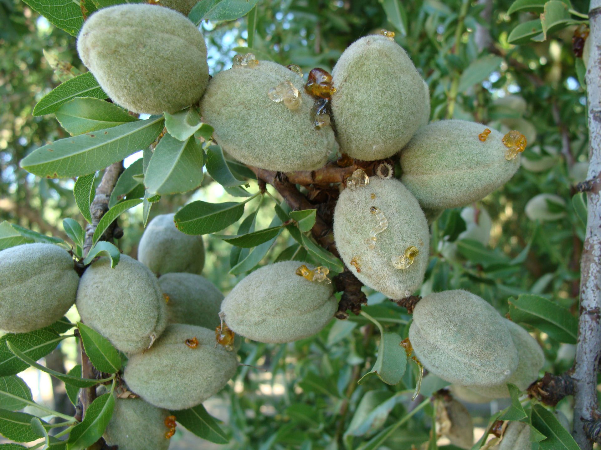 ALMONDS WITH BACTERIA SPOT