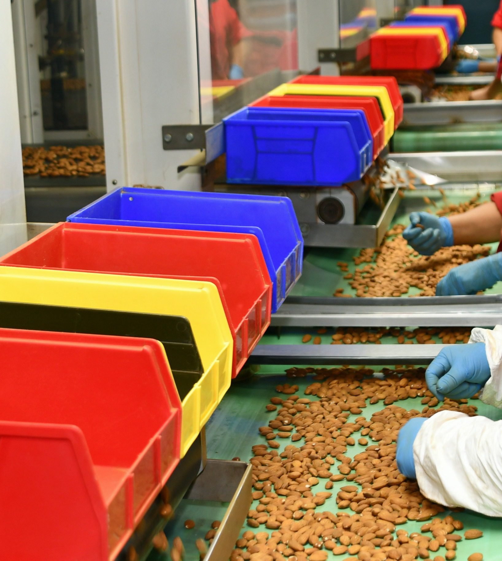 Almond Hand Sorting