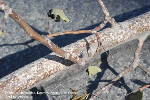 Walnut twig infested with walnut scale. (Photo by Themis J. Michailides) Credit: Themis J. Michailides