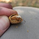(Close up of almond) Frass from a carpophilus beetle is visible on an infested almond, a sign of early-season pest activity that can impact nut quality. (Photo courtesy of UC Riverside)